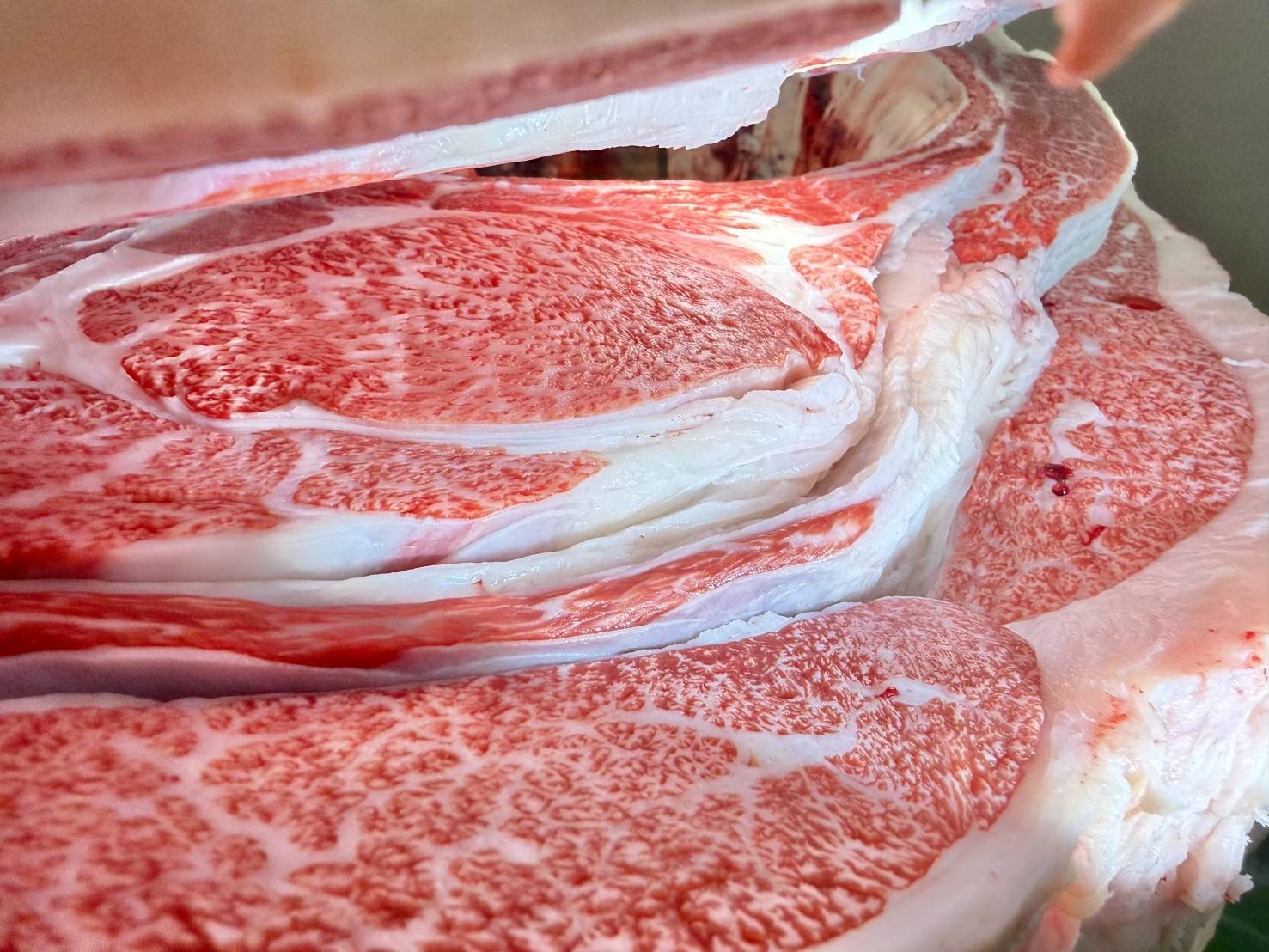 山形牛・牝画像